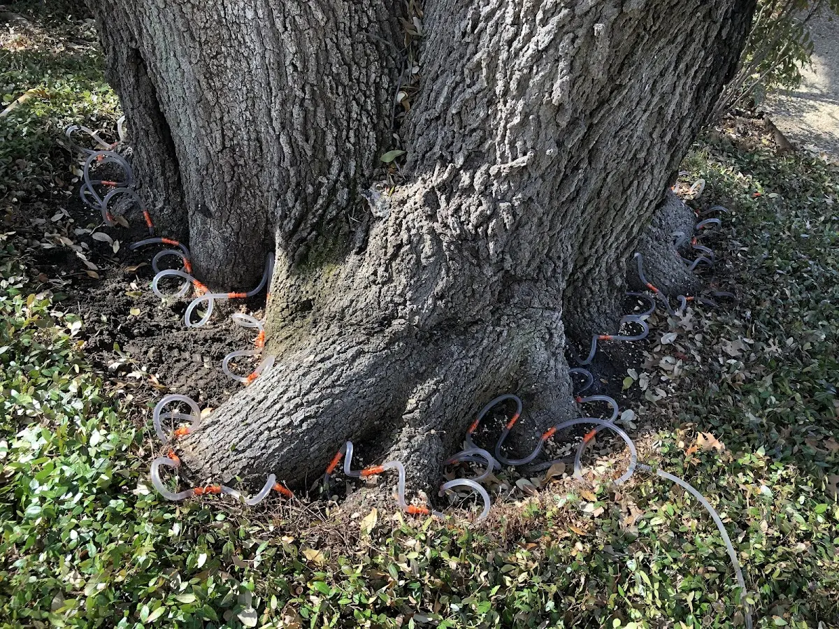 Detailed Tree Cabling and Bracing job site in Apulia Station